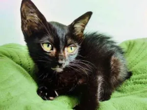 Gato raça SRD idade Abaixo de 2 meses nome sem nome