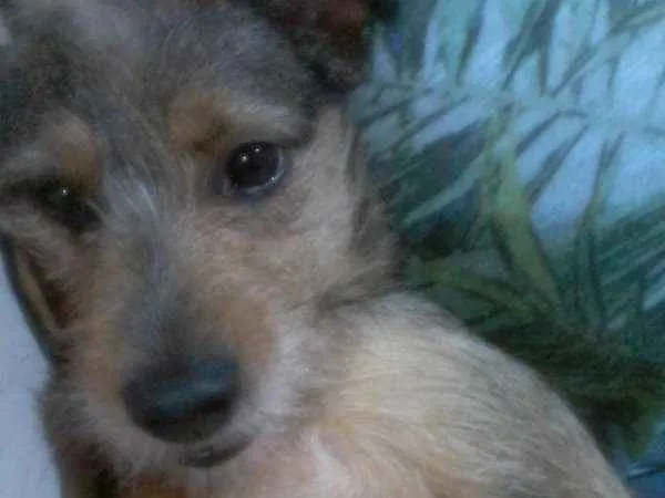 Cachorro ra a vira lata idade 1 ano nome betoven