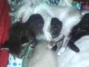 Gato raça misturado idade Abaixo de 2 meses nome nao tem ainda