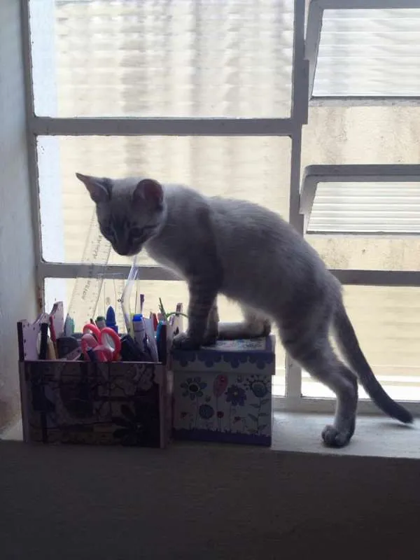 Gato raça SRD idade 2 a 6 meses nome Varios