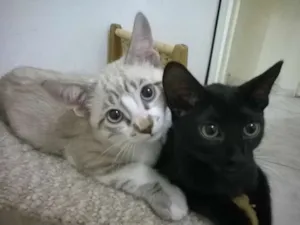 Gato raça SRD idade 2 a 6 meses nome Varios