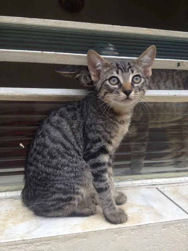 Gato raça SRD idade 2 a 6 meses nome Varios