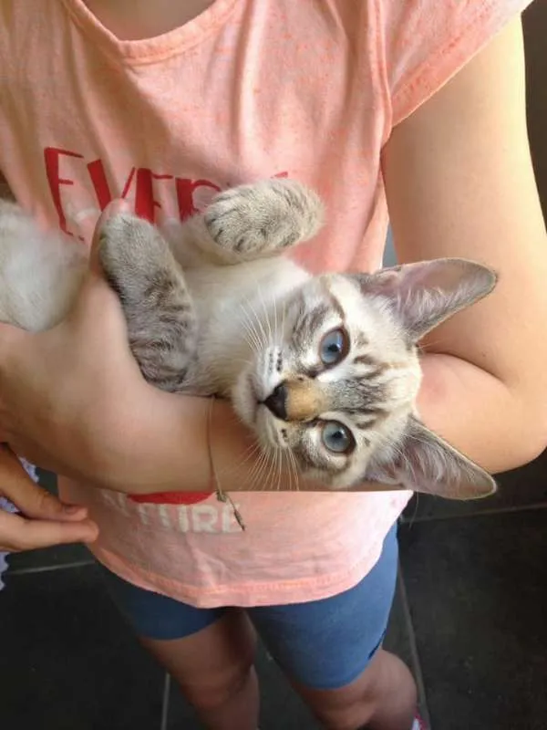 Gato raça SRD idade 2 a 6 meses nome Varios