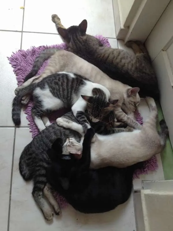Gato raça SRD idade 2 a 6 meses nome Varios