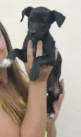 Madu e patinha 