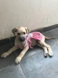 Madu e patinha 