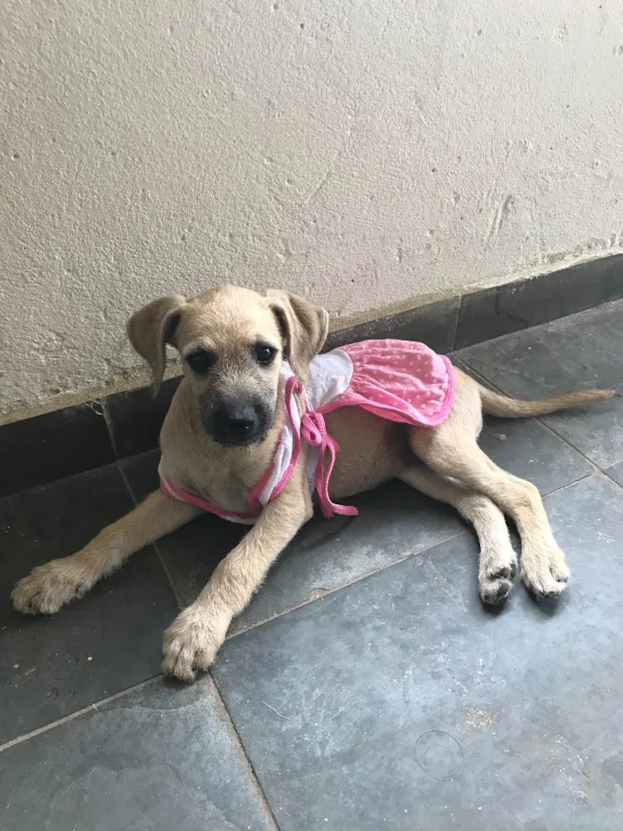 Cachorro ra a Vira lata  idade 2 a 6 meses nome Madu e patinha 