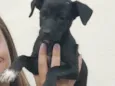 Madu e patinha 