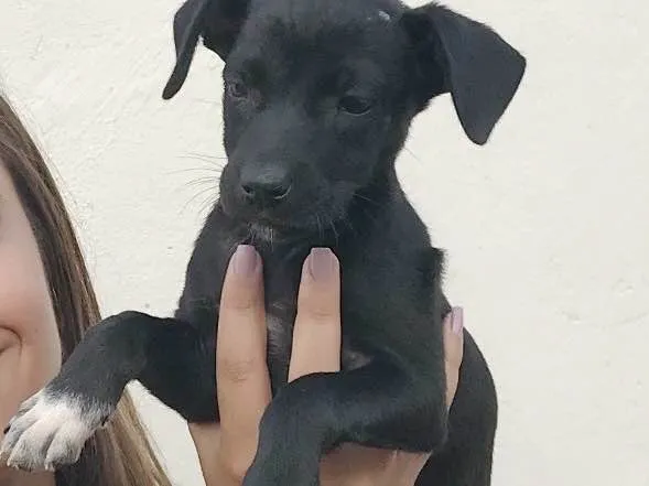 Cachorro ra a Vira lata  idade 2 a 6 meses nome Madu e patinha 