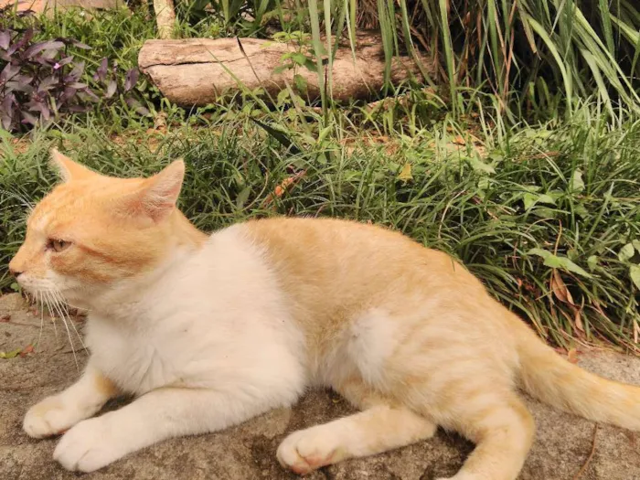 Gato raça não sei idade 7 a 11 meses nome Bochecha