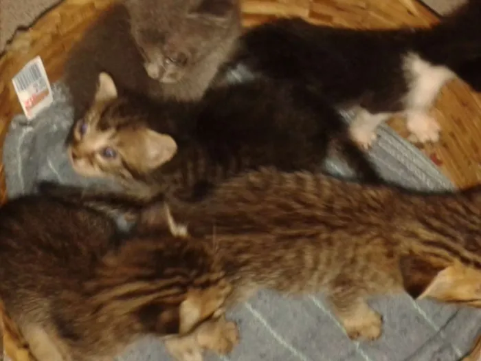 Gato raça RND idade Abaixo de 2 meses nome Sem nome