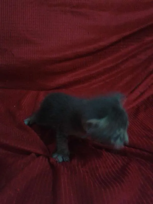 Gato raça RND idade Abaixo de 2 meses nome Sem nome