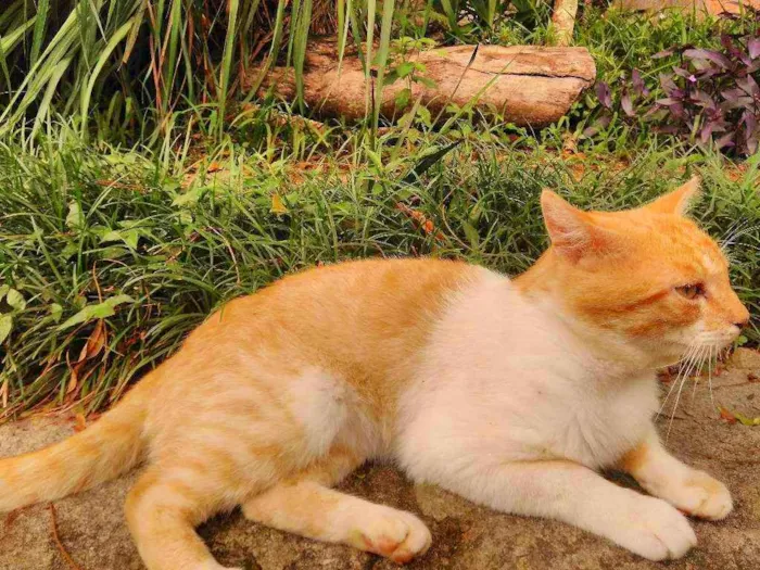 Gato raça não sei idade 7 a 11 meses nome Bochecha