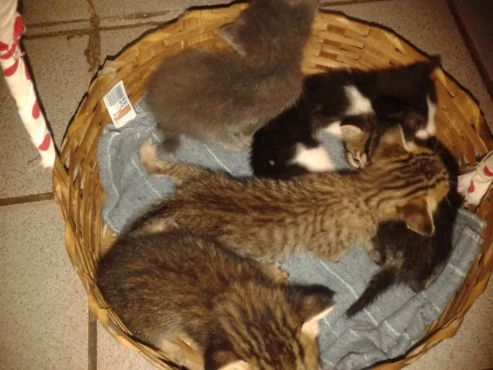 Gato raça RND idade Abaixo de 2 meses nome Sem nome