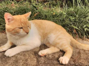 Gato raça não sei idade 7 a 11 meses nome Bochecha