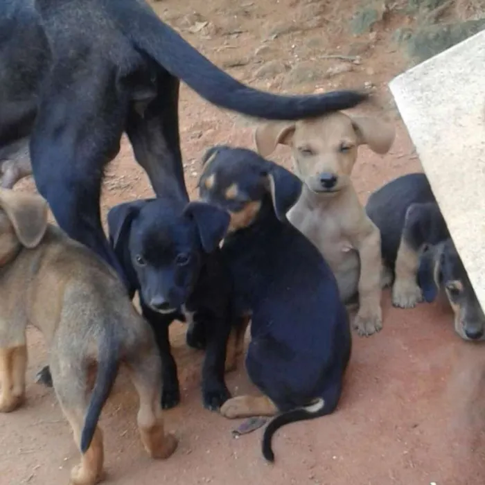 Cachorro raça Indefinida idade 2 a 6 meses nome Não tem