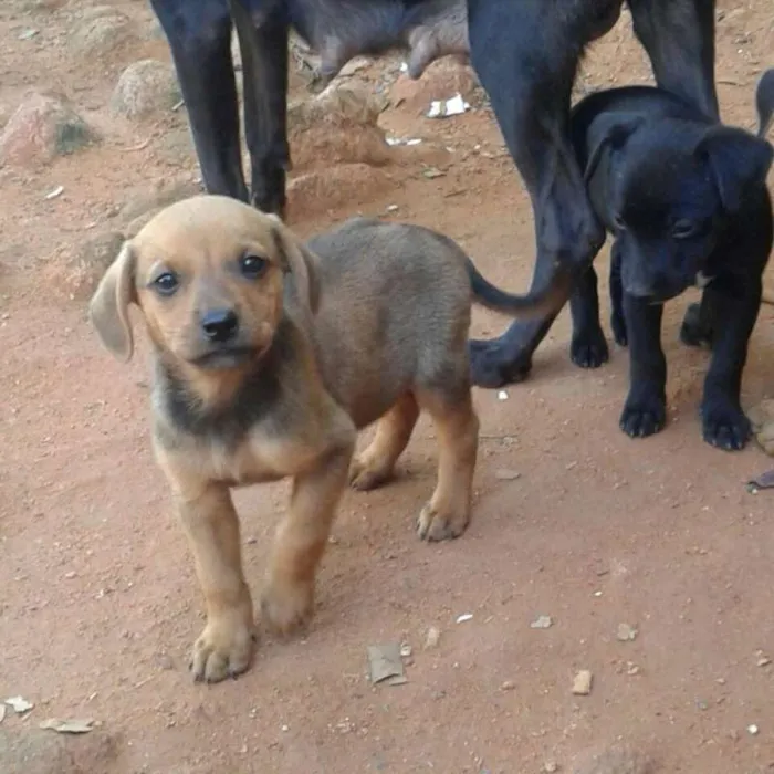 Cachorro raça Indefinida idade 2 a 6 meses nome Não tem