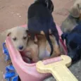 Não tem