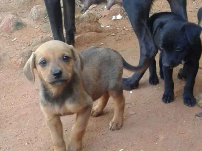 Cachorro raça Indefinida idade 2 a 6 meses nome Não tem