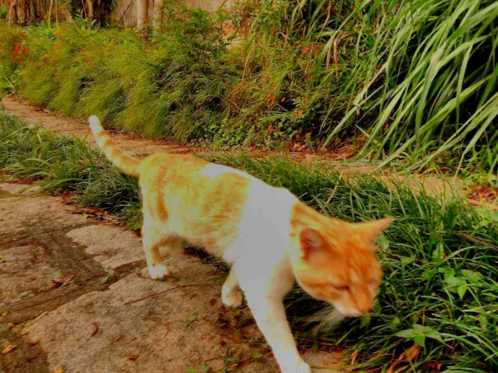 Gato raça não sei idade 7 a 11 meses nome Bochecha