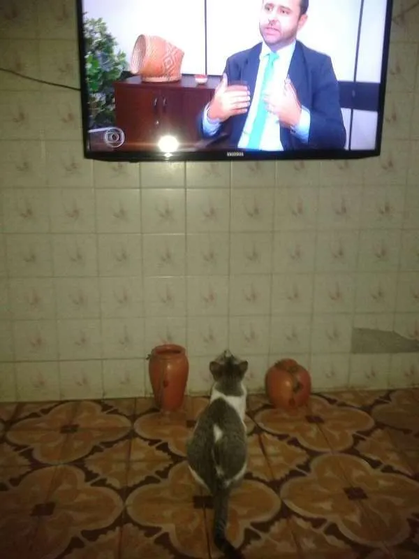 Gato raça RND idade Abaixo de 2 meses nome Sem nome