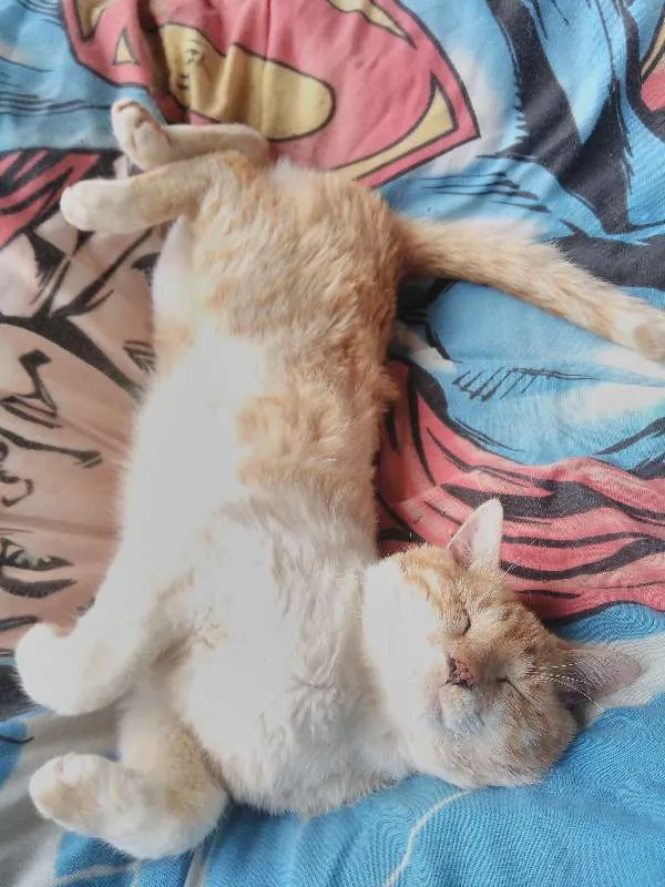 Gato raça não sei idade 7 a 11 meses nome Bochecha