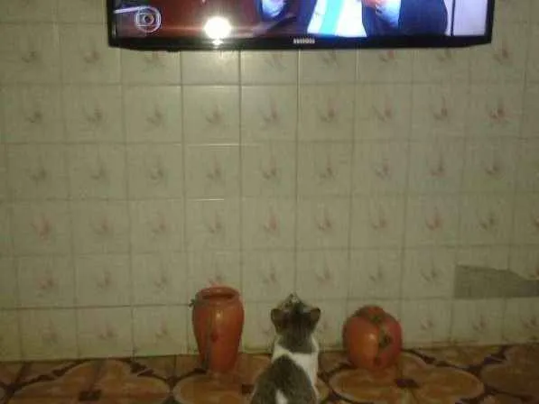 Gato raça RND idade Abaixo de 2 meses nome Sem nome