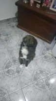 Timão
