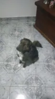 Timão