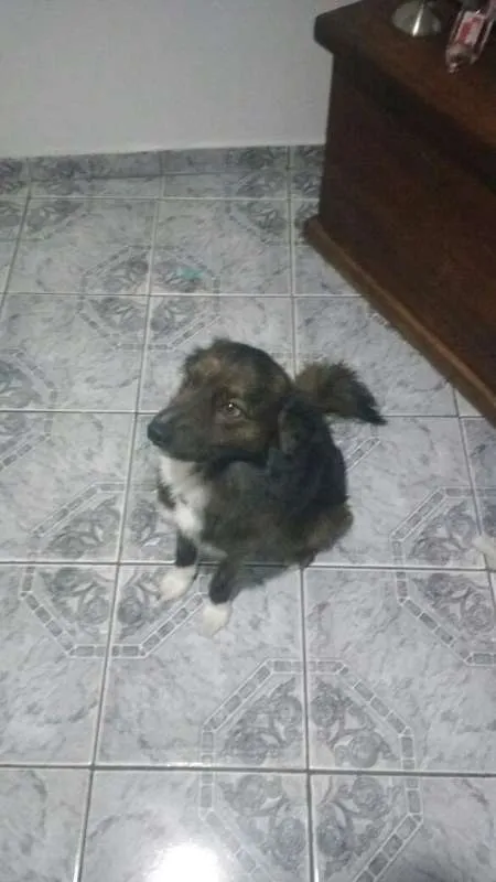 Cachorro ra a Vira lata idade 2 anos nome Timão