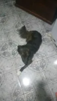 Timão
