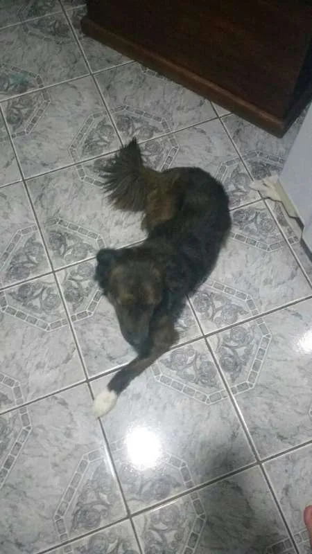 Cachorro ra a Vira lata idade 2 anos nome Timão