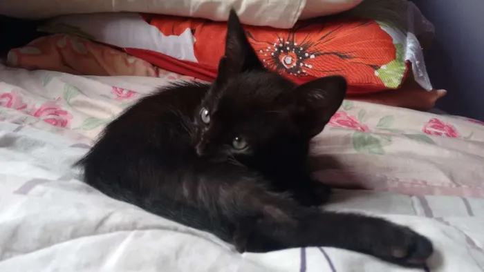 Gato ra a SRD idade Abaixo de 2 meses nome Negão