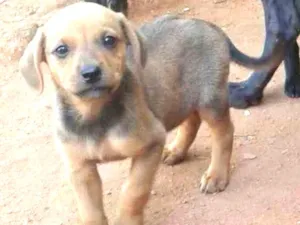 Cachorro raça Indefinida idade 2 a 6 meses nome Não tem
