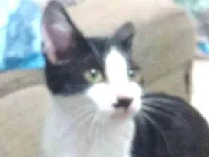 Gato raça SRD idade 2 a 6 meses nome Princesa