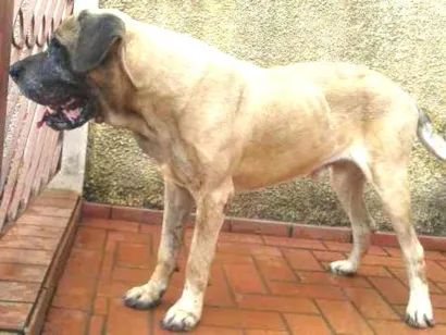 Cachorro raça mastim ingles idade 6 ou mais anos nome heros