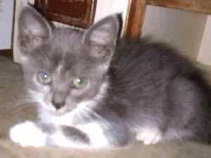 Gato raça SRD idade 2 a 6 meses nome Gray