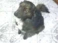 Timão