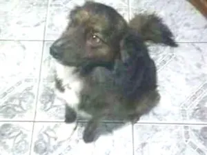 Cachorro raça Vira lata idade 2 anos nome Timão