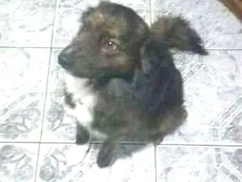 Cachorro ra a Vira lata idade 2 anos nome Timão