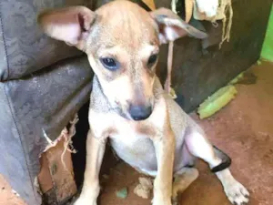 Cachorro raça SRD idade 2 a 6 meses nome Sabiá