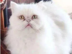 Gato raça Persa idade 6 ou mais anos nome Milk GRATIFICA