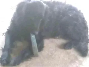 Cachorro raça vira latas idade  nome Negão
