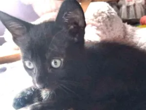 Gato raça SRD idade Abaixo de 2 meses nome Negão