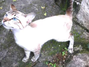 Gato raça SRD idade 2 a 6 meses nome Pingo