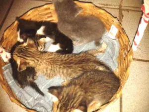 Gato raça RND idade Abaixo de 2 meses nome Sem nome