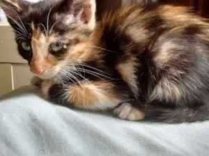 Gato raça Angorá idade 2 a 6 meses nome Mel