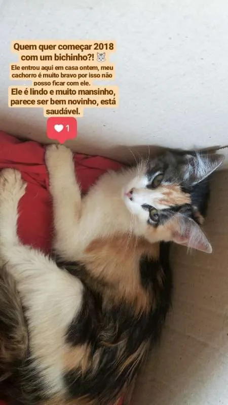 Gato ra a Sem raça definida  idade 2 a 6 meses nome Sem nome