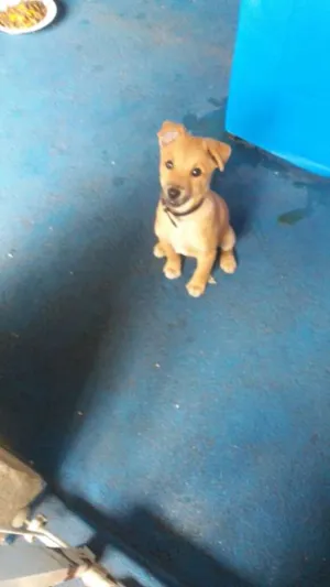 Cachorro raça srd idade 2 a 6 meses nome Bebezinho