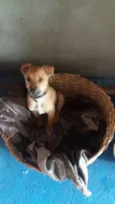 Bebezinho